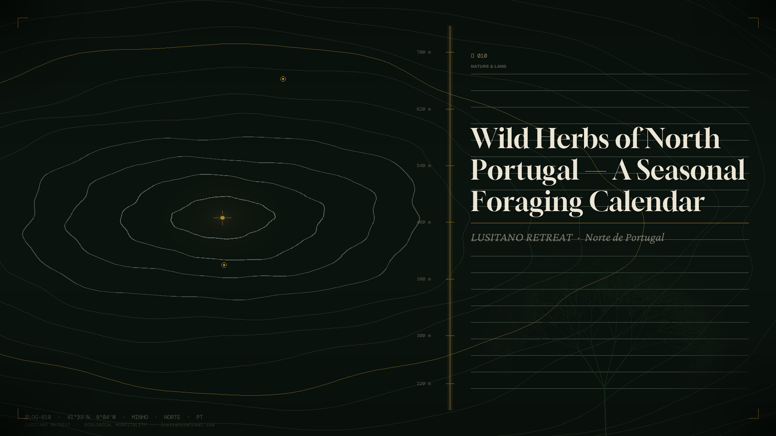 Wild Herbs of North Portugal — A Seasonal Foraging Calendar